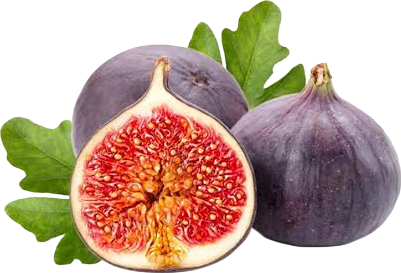 Fig