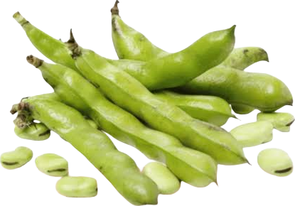 Green Fava Beans	