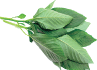 Molokhia Leaves