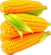 Sweet Corn Cobs