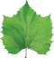 Grape Leaves